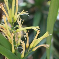 Dracaena reflexa Lam.